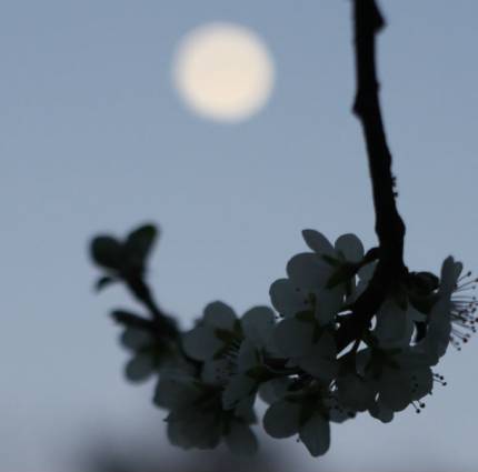 To The Moon in Official Selection at Telluride Film Festival and Venice Days 2020